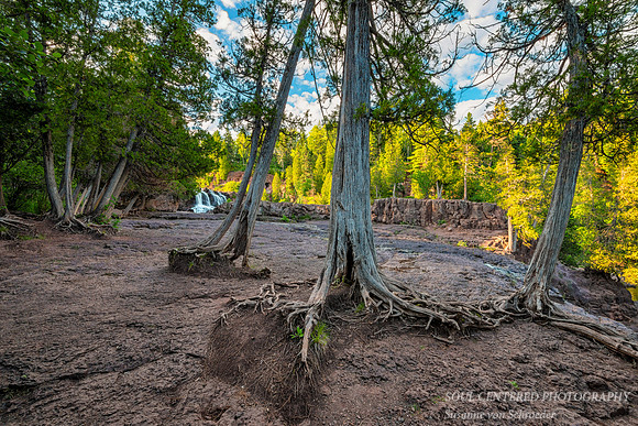 Trees at Gooseberry Falls
