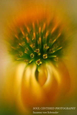 Echinacea, yellow