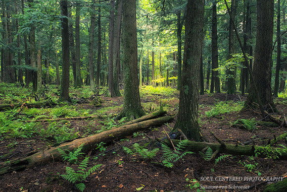Old growth forest