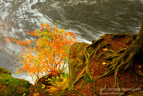 Tree root & river