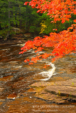 Presque Isle river, red Maple