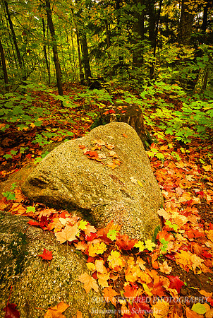 Fall leaves & rock