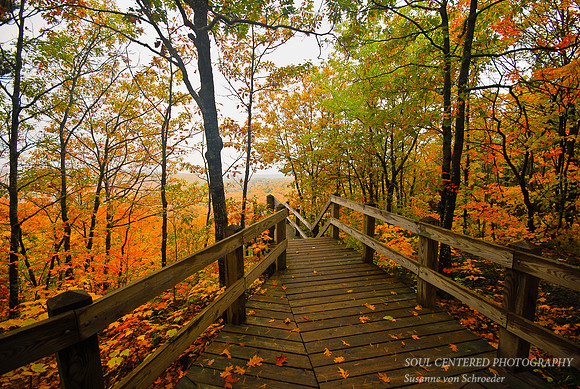 Fall forest, board walk