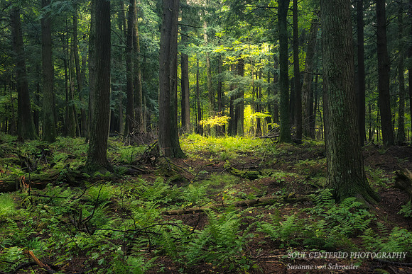 Old Growth forest 2