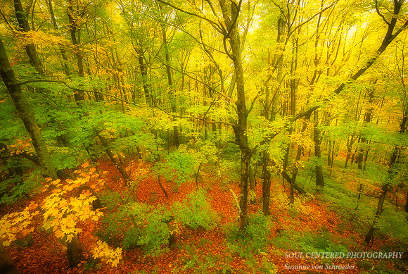 Fall forest