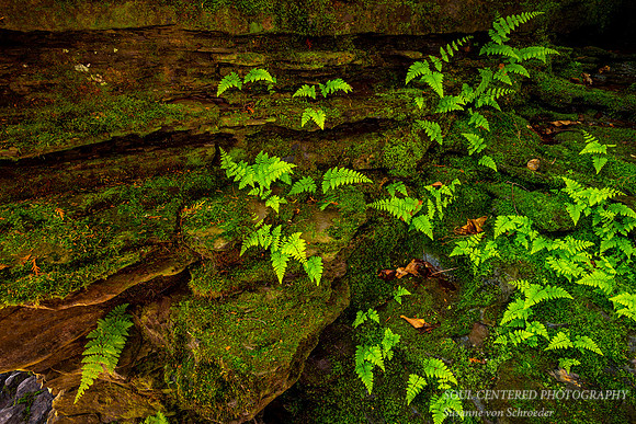 Ferns and moss covered rocks