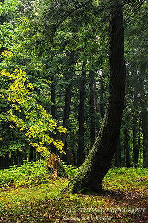 Old Growth forest 3