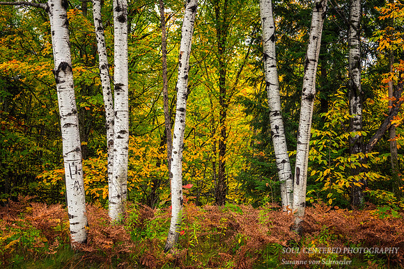 Birch tree trunks, fall colors