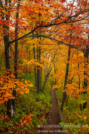 Entrance into an enchanted Forest 2