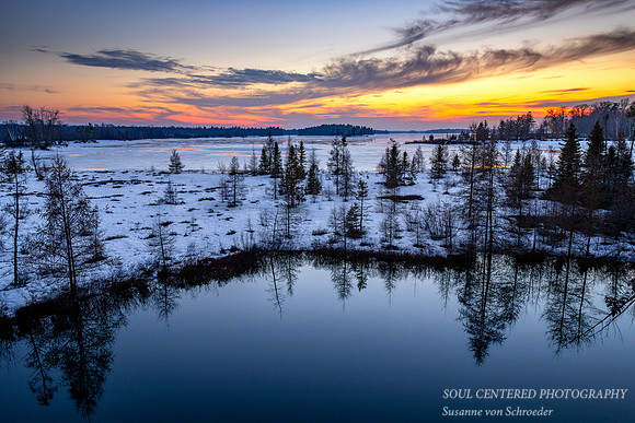 Blue Hour mood, bog with trees