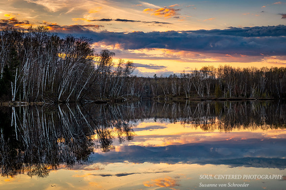 Birch trees reflecting at sunset