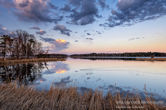 Sunset mood with beaver swimming