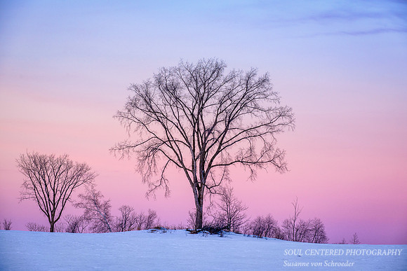 Evening mood in blue & pink, trees