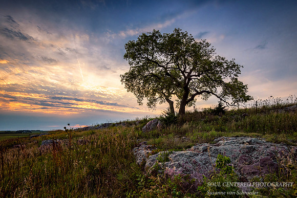 Three Sisters tree 1