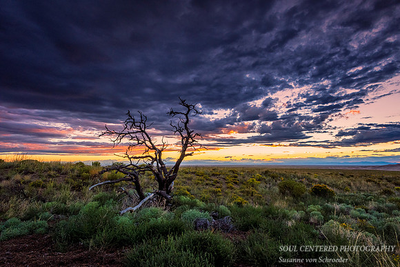 Sunset clouds with tree
