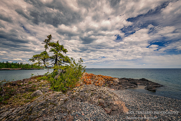 Twisted Tree at Hollow Rock, summer 2020 1