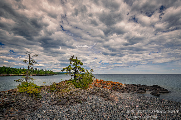 Twisted Tree at Hollow Rock, summer 2020 2