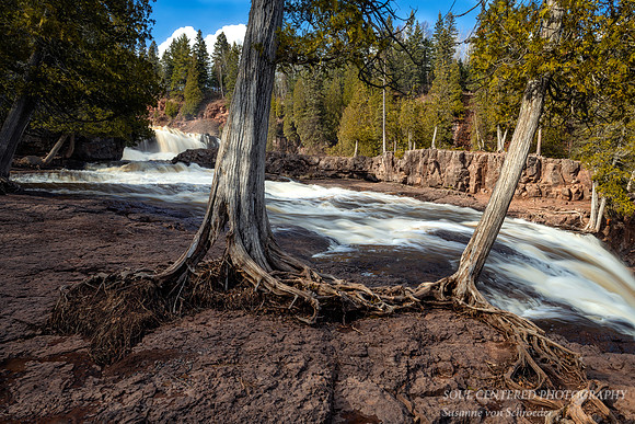 At Gooseberry Falls, Cedar Trees, April '20