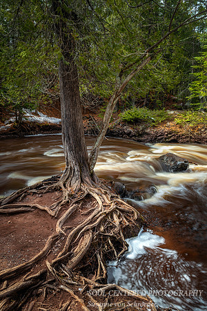 Cedar tree at Snake Pit Falls