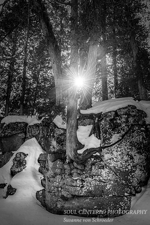 Cedar tree with sunstar, winter