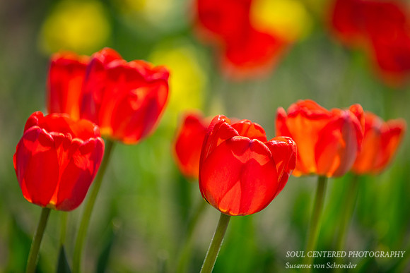 Orange Tulips, group