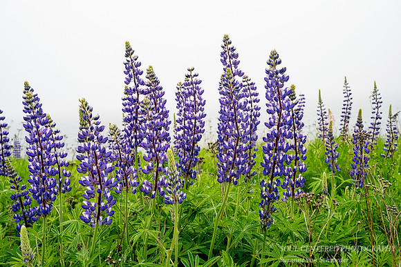 Lupins on a foggy day