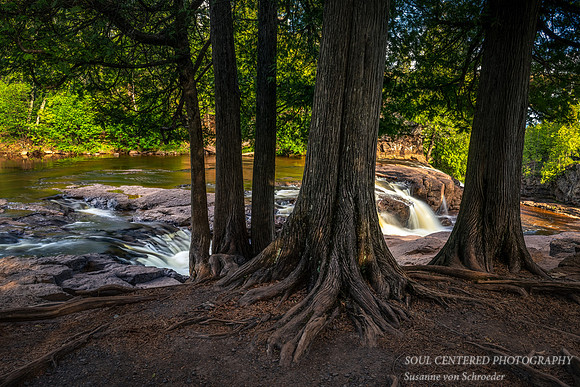 Cedar trees at Upper Gooseberry fall, June 2020 2