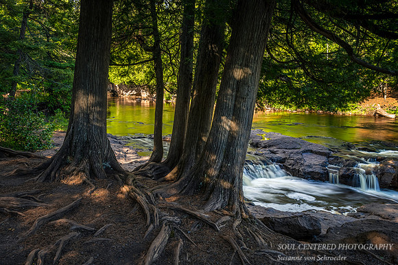 Cedar trees at Upper Gooseberry fall, June 2020 1