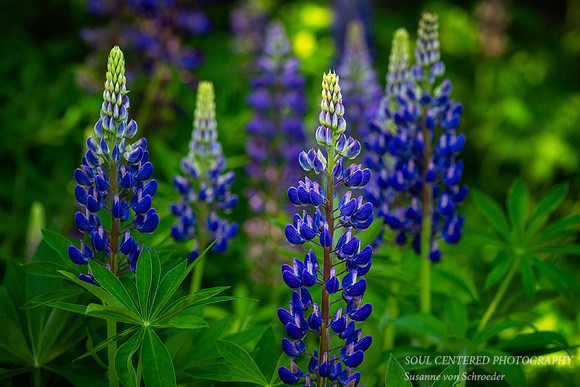 Lupines, blue & white - group