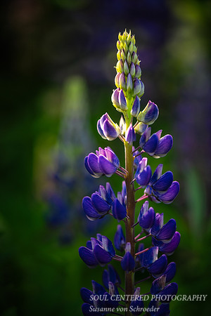 Lupine, lit up
