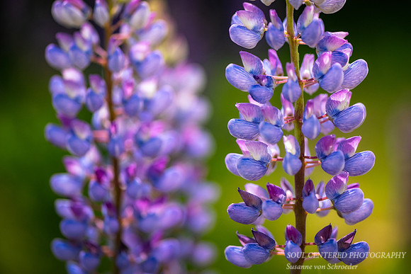 Lupines, light blue - close-up