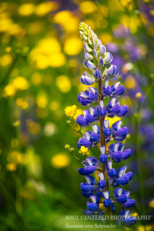 Lupine with yellow background 2