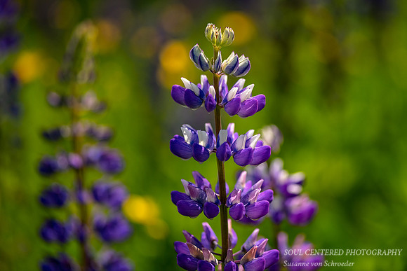 Blue & White Lupine