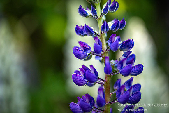 Lupine with white background