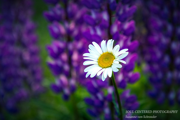 Daisy with Lupines