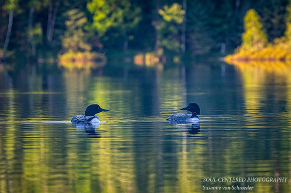 Loon pair 1