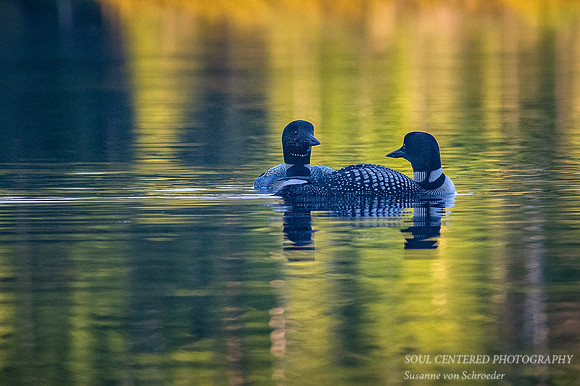 Loon pair  - that look!