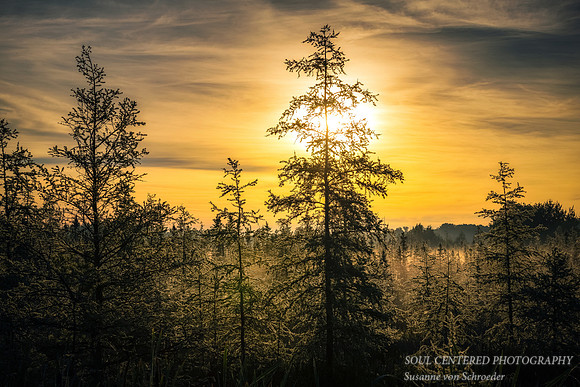 Sunrise in a bog 1