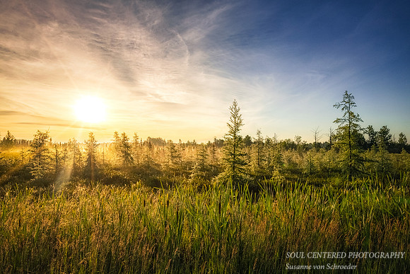 Sunrise in a bog 2