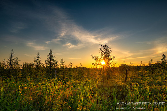 Sunrise in a bog 3