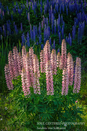 A group of pink Lupins 2