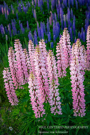 A group of pink Lupins 1
