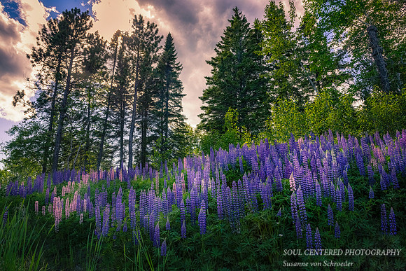 A field of Lupins