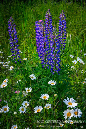 Lupins and daisies