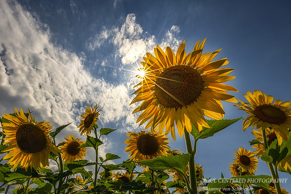 Sunflowers with sunburst 1
