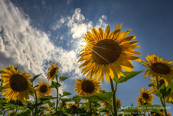 Sunflowers with sunburst 1