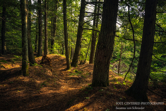 Woodland path along the Bad River 2