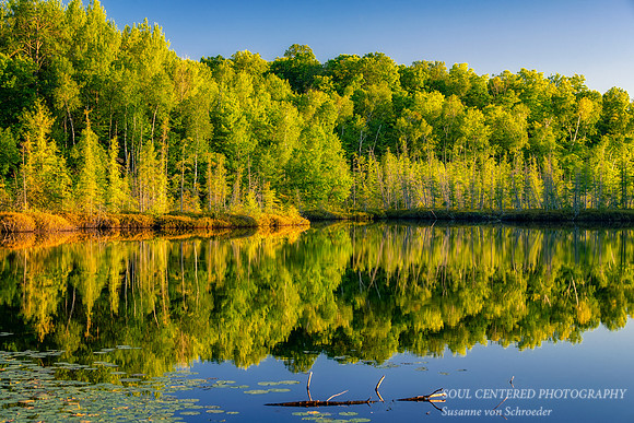 Bogs at Audie Lake, reflections, 2020