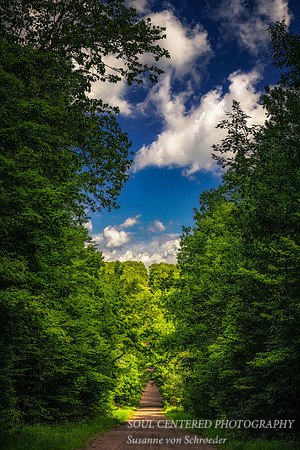 Summer road in the Blue Hills