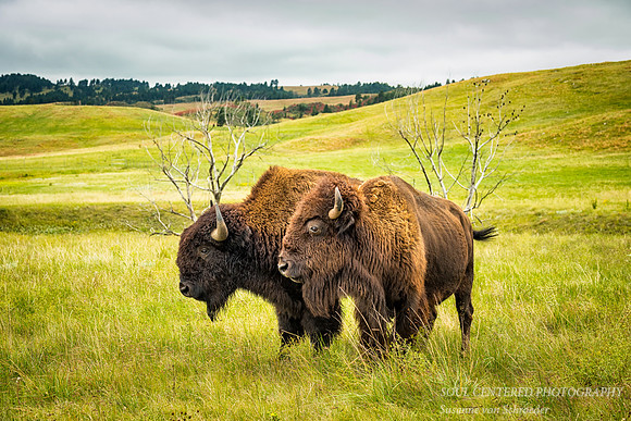 A lovely bison pair